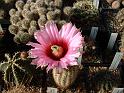 Echinocereus fitchii SB861